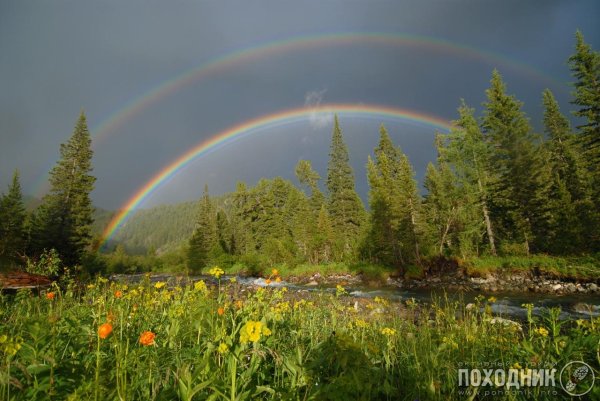 радуга в лесу