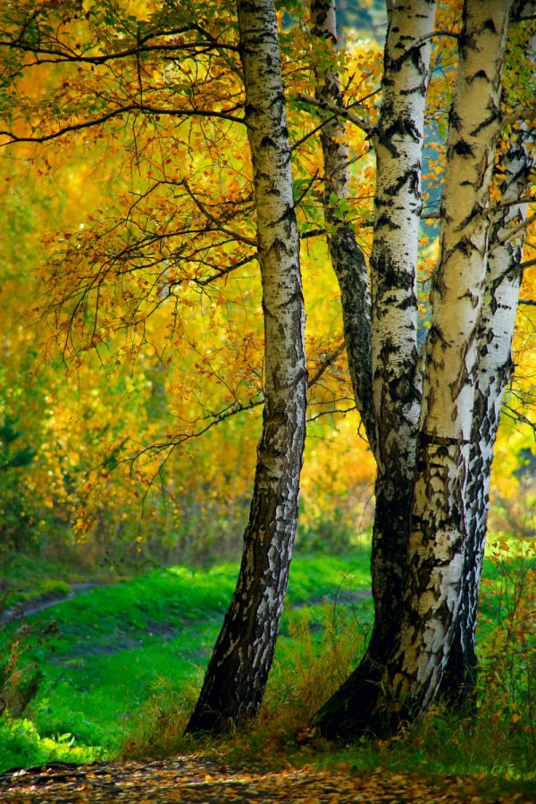 березова роща золотая осень