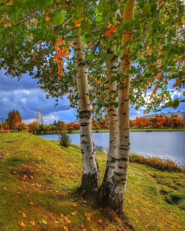 осень березки