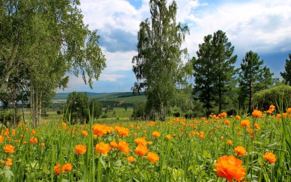 сибирская купальница жарки
