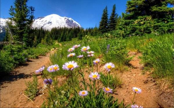 mt rainier national park