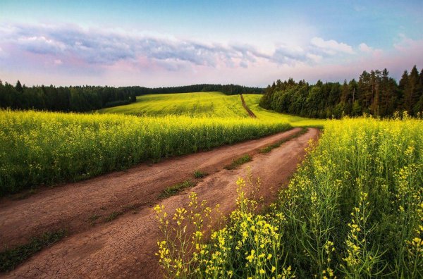 рапсовое поле