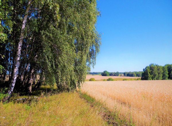 российские просторы березы есенин