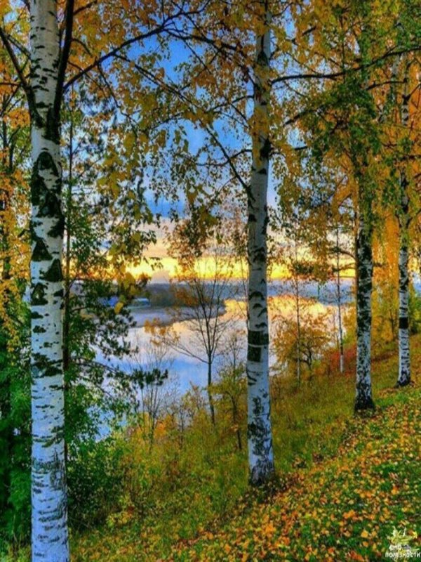 пушгоры береза