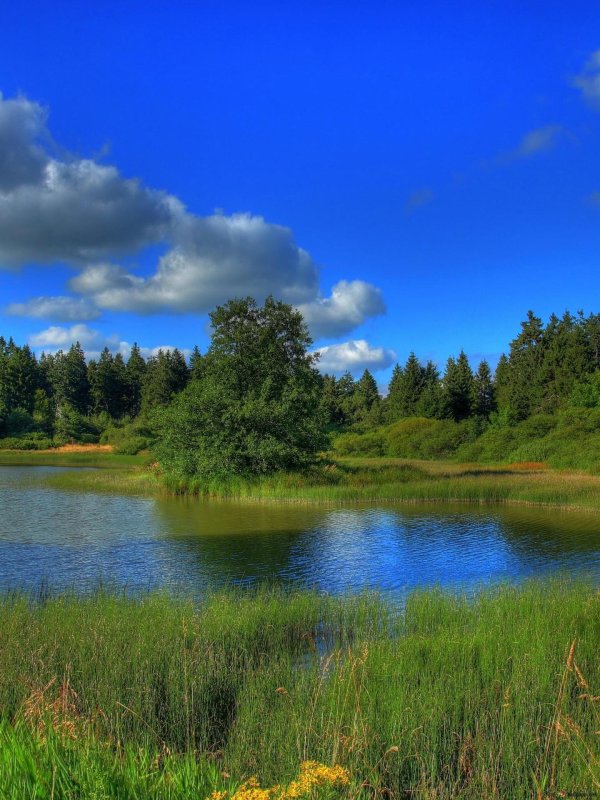 летние пейзажи