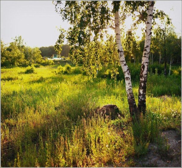 есенинская русь береза