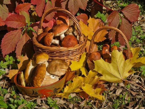 корзина с грибами