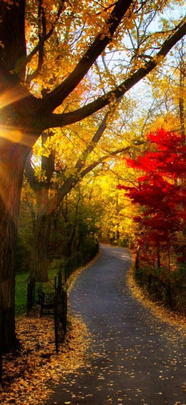 осенние фотографии