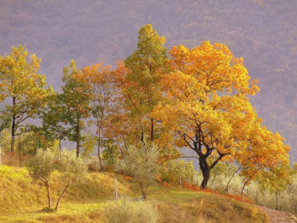 осенне дерево