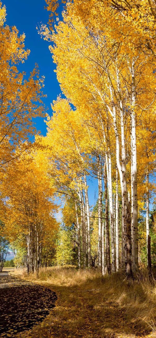 осенние березы