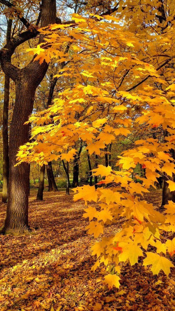 пейзажи осенние