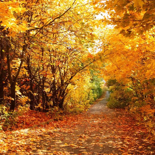 природа осени