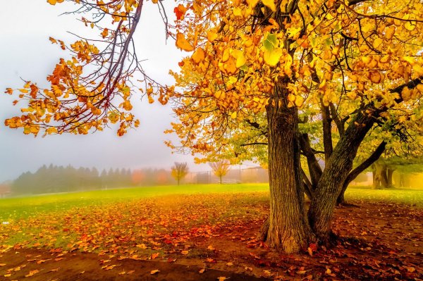 осенне дерево