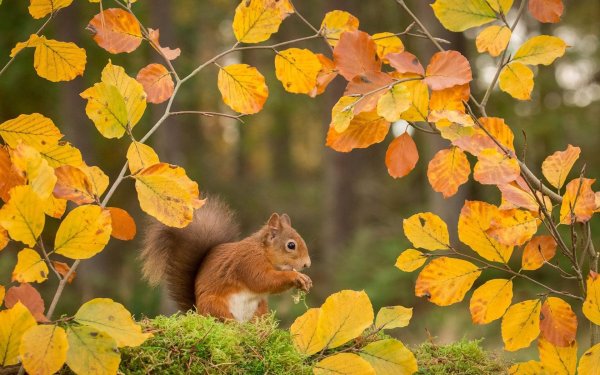 рыжая белка говорит осенью