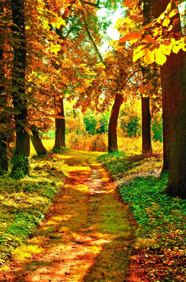 лес осенний