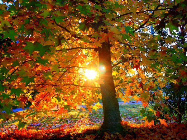 Осени природа для детей