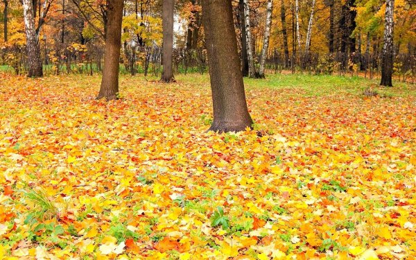 осенняя поляна