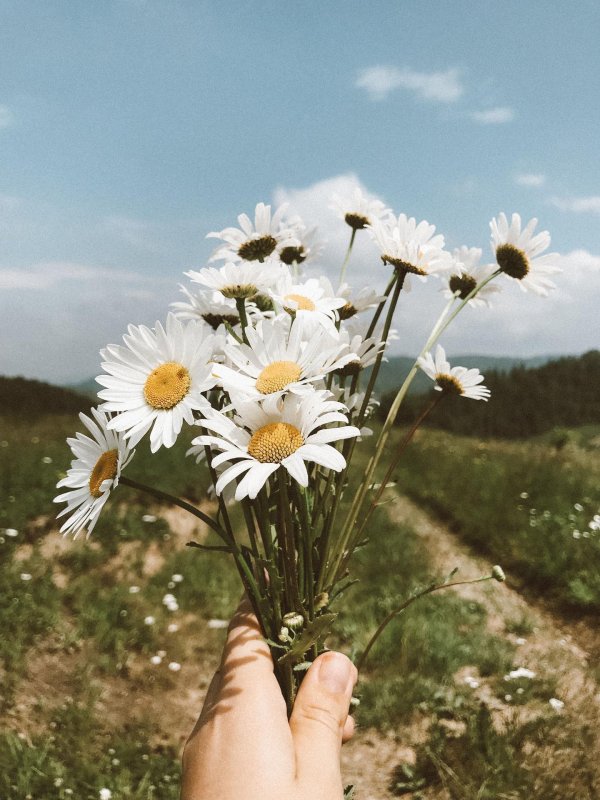 эстетика ромашек пинтерест