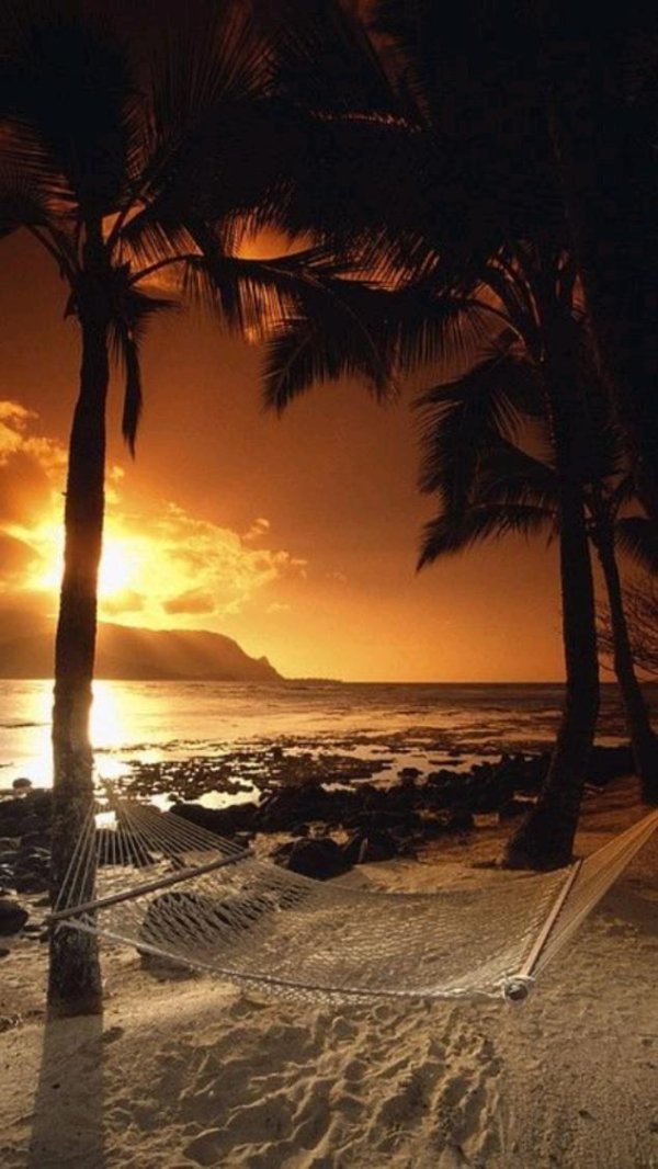 гамак на пляже с пальмами