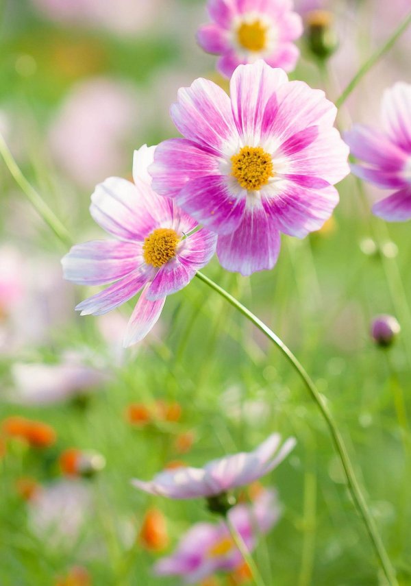 cosmos flower