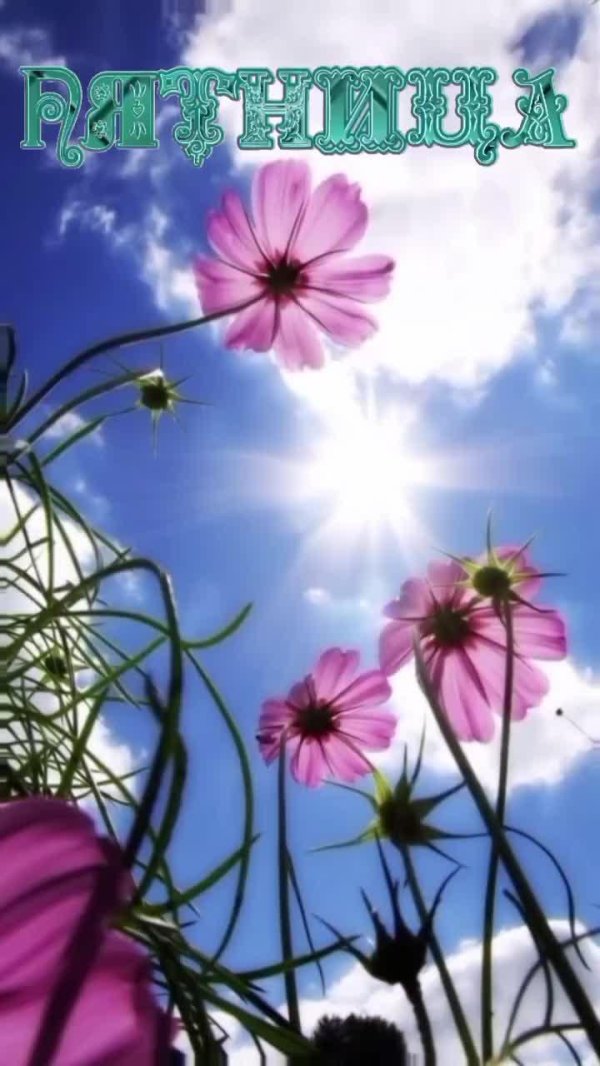 летние цветочки