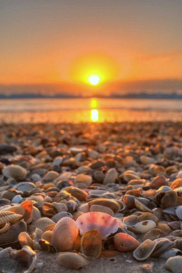 ейск ракушечный пляж