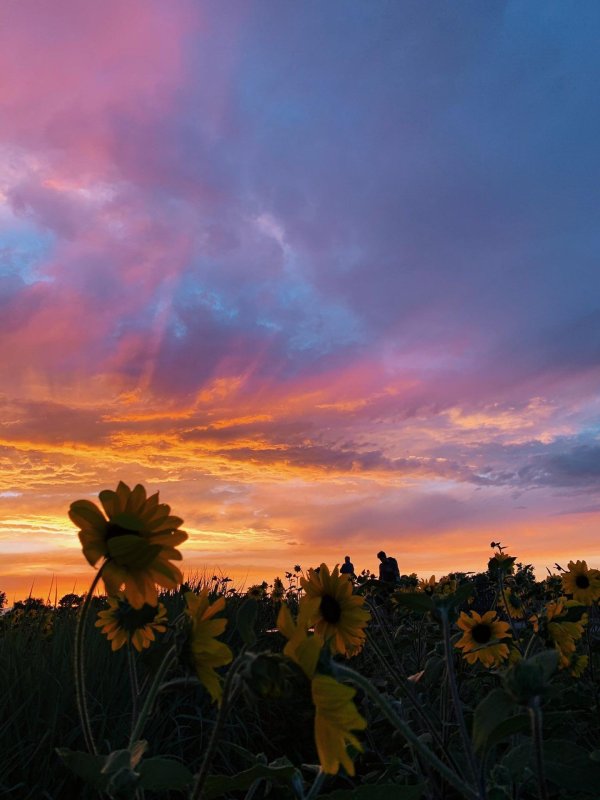 штат канзас поля подсолнухов