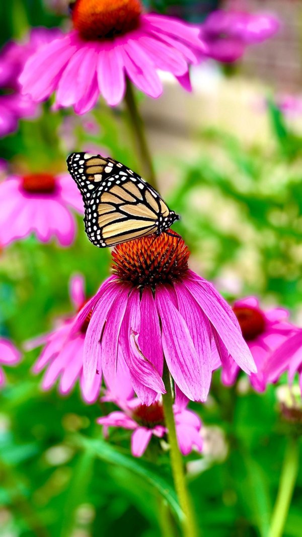 monarch butterfly