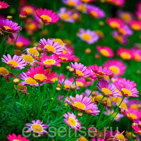 яркие цветы