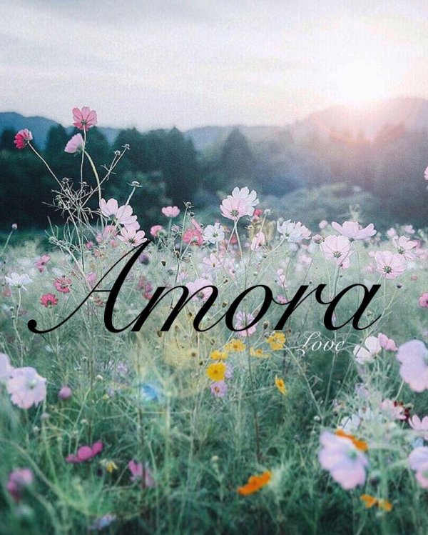 красивое поле цветов