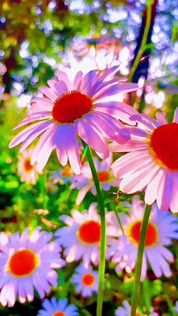 сезон ромашек