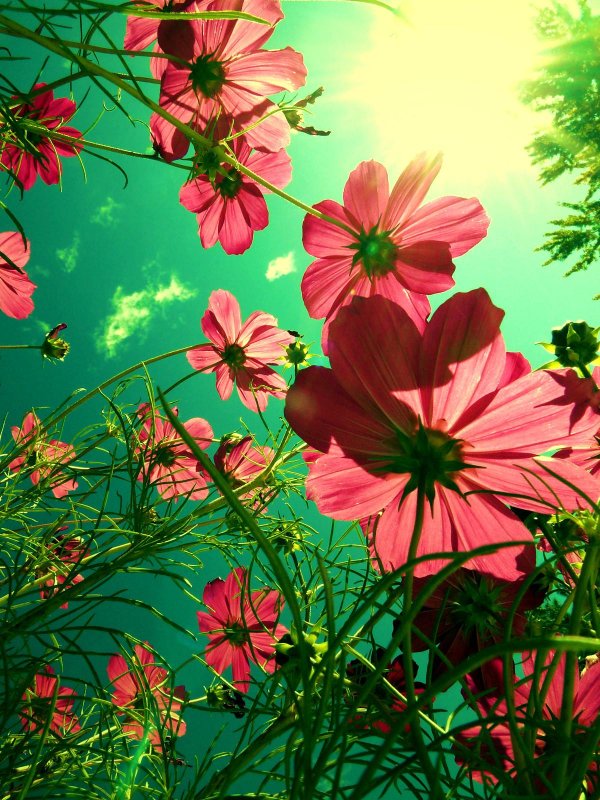 cosmos flower
