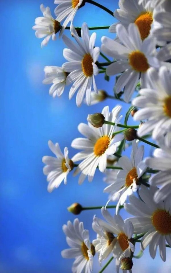 ромашка цветки