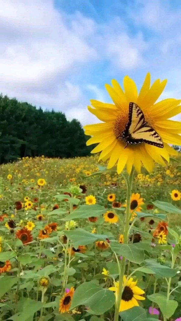 поле подсолнух