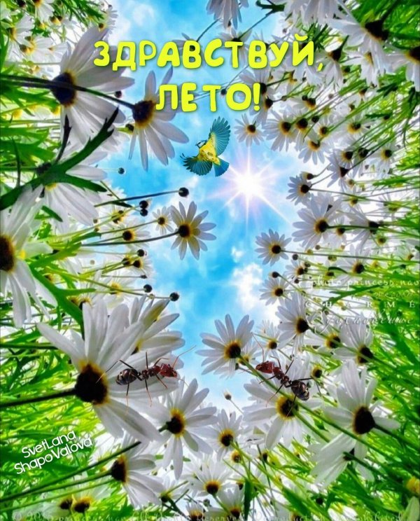 с летом поздравления