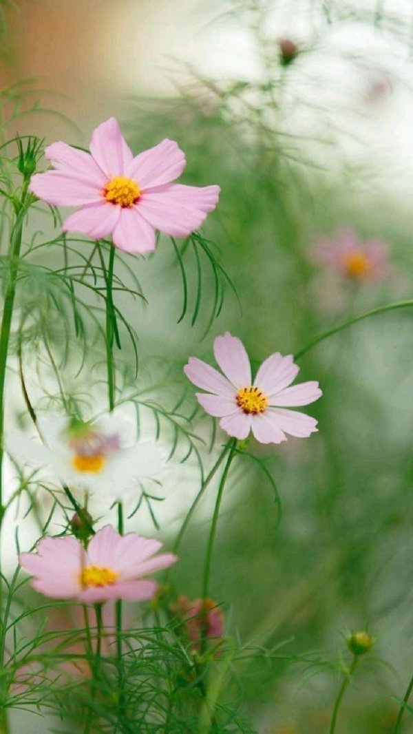 cosmos flower