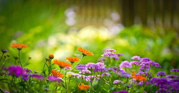 летние фоны