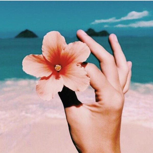 цветок гибискус