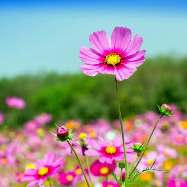 космея луговая