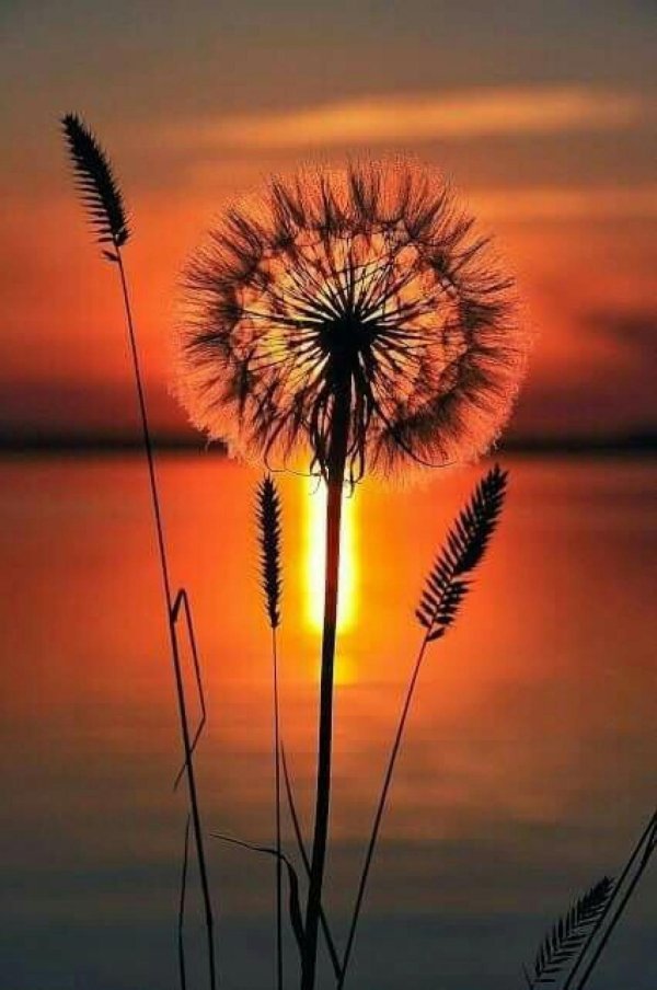 картины одуванчики