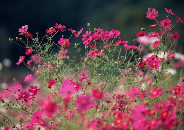 космея высокорослая