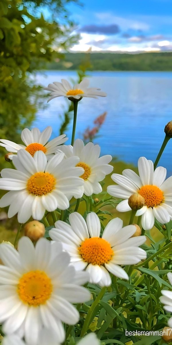 лето доброе утро