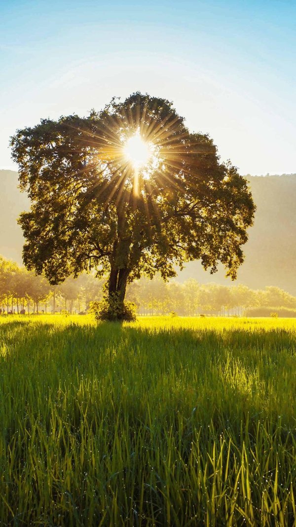 дерево солнце