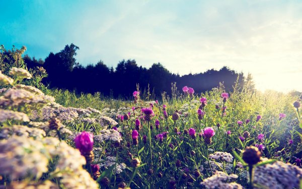 цветок полевой