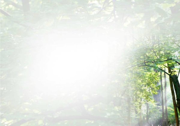 лесной фон для презентации