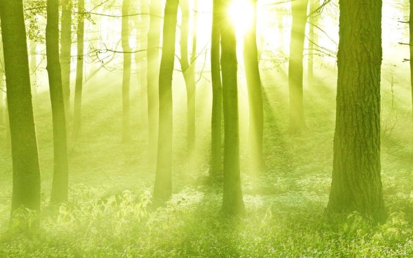 светлый лес