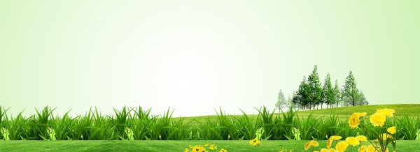 green grass background