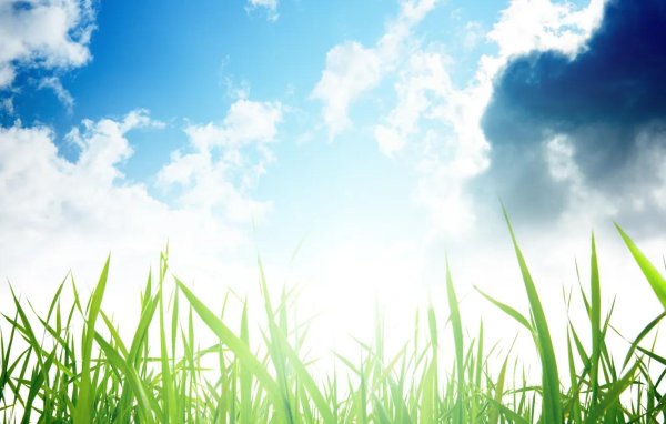 зеленая трава