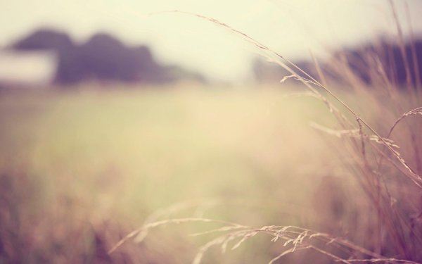 нежный пейзаж