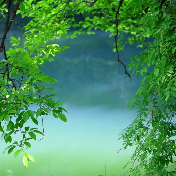 природа зелень